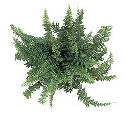 سرخس برگ شمشیری